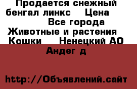 Продается снежный бенгал(линкс) › Цена ­ 25 000 - Все города Животные и растения » Кошки   . Ненецкий АО,Андег д.